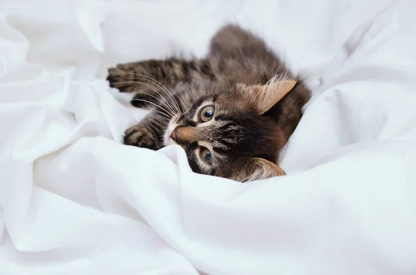 Little Kitten Lies White Bedsheet Looks Camera Close — Stock Photo, Image