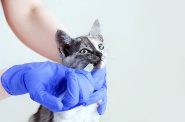 Eldivenli bir veteriner gri bir kedi yavrusunun şırıngasından ilaç içiyor. Veteriner kliniği. Yakın plan..