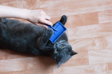 Beyaz bir kız odada gri bir kediyi tarıyor..