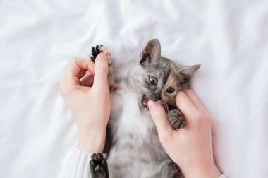 Beyaz bir kadının kollarında küçük gri bir kedi yavrusu oynuyor ve ısırıyor..