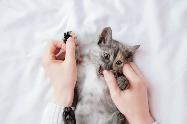 一只灰色的小猫在一个白人妇女的怀里玩耍咬人 — 图库照片