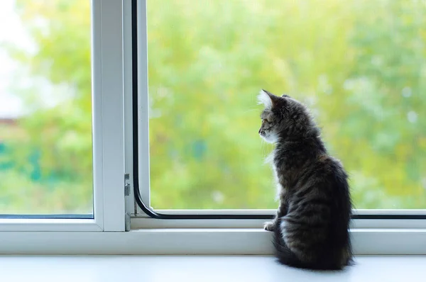 Pencerede Oturan Küçük Bir Kedi Portresi Bulanık Yaz Doğa Arka — Stok fotoğraf