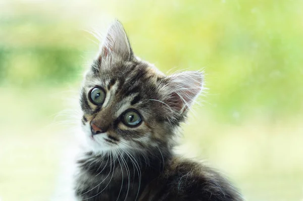 Portrait of a little kitten on blurry nature background in summer.