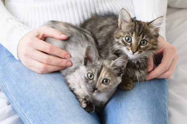 Two Gray Kittens Knees Girl Jeans White Sweater Close — Stock Photo, Image