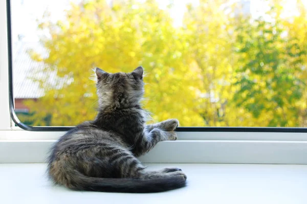 Pencerenin Üzerinde Küçük Bir Kedi Yavrusu Portresi Var Bulanık Yaz — Stok fotoğraf