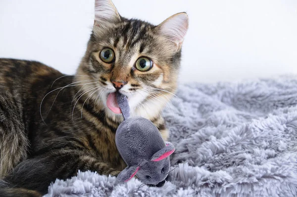 Close Small Gray Kitten Plays Soft Toy Mouse Mouth — 图库照片