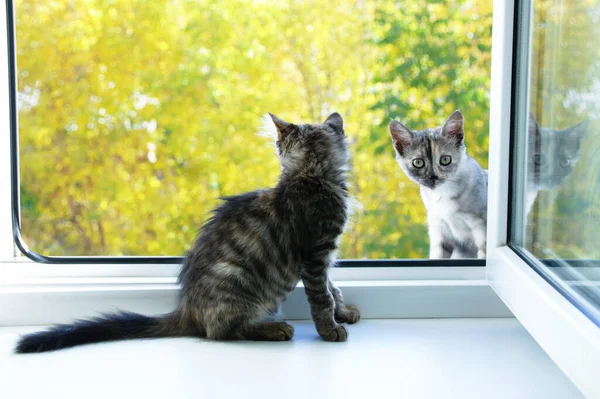 Yazın Iki Küçük Kedi Yavrusu Pencerede Oturuyor Sokağa Bakıyor — Stok fotoğraf