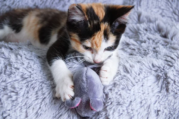 一只小三色小猫和一个带老鼠的软玩具玩的特写镜头 — 图库照片