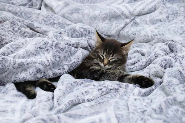 一只灰色的小猫咪的特写躺在灰色蓬松的格子花上 — 图库照片