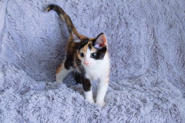 Gri pofuduk bir ekose üzerinde duran üç renkli kedi yavrusu. Boşluğu kopyala