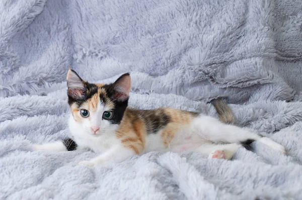 Pequeno Gatinho Tricolor Close Encontra Uma Planície Macia Cinza Olhar — Fotografia de Stock