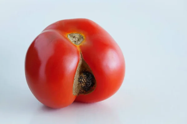 Tomate Rouge Croissance Pourrie Sur Fond Blanc — Photo