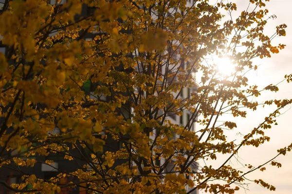 Ciudad de otoño — Foto de Stock