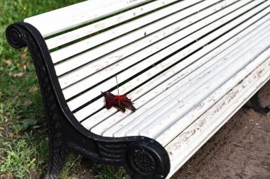 Benç ve akçaağaç yaprağı. Parkta sonbahar. Boş beyaz bir bank ve kestane rengi bir yaprak