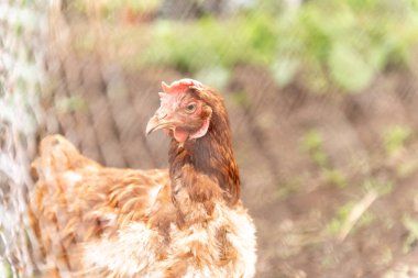 Kafeste bir tavuk yetişiyor. Ev hanımı, tavuk. Kümes hayvanlarına yakın çekim.