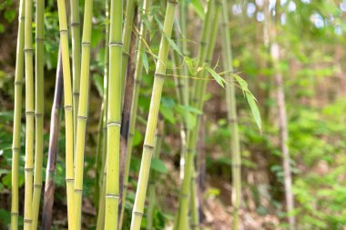 İtalya 'nın dağlarında bambu. Genç bambu Tuscany 'deki dağların yamaçlarında yetişiyor..