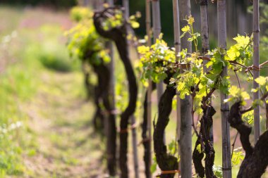 Baharda sarmaşık. Tuscany dağlarında üzümler var, her yerde var. Uzun ömürlü bir sarmaşığa iyi bakılıyor..