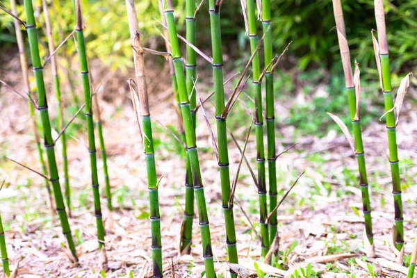 Brotos Bambu Jovem Bambu Nas Montanhas Itália Bambu Jovem Brilhante — Fotografia de Stock