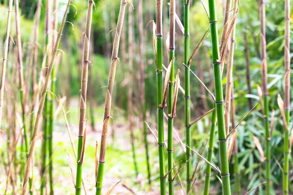 Genç Bambu Filizi Talya Nın Dağlarında Bambu Parlak Sulu Genç — Stok fotoğraf