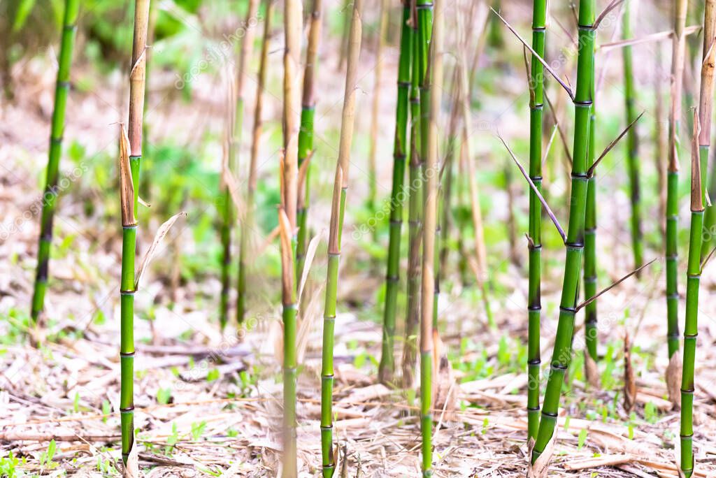 Sprouts of young bamboo. Bamboo in the mountains of Italy. Bright and juicy young bamboo.
