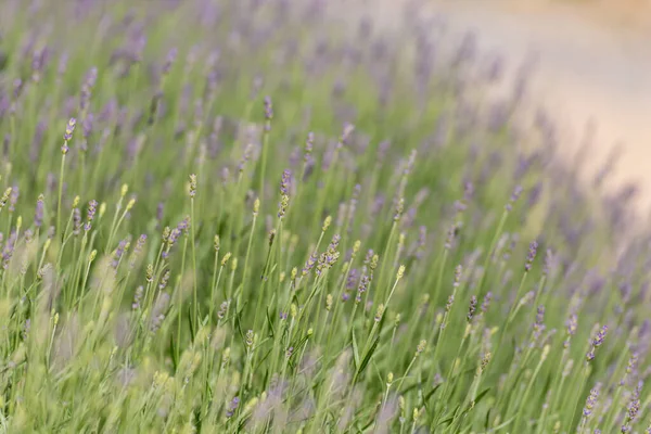 Fältlavendel Maj Små Blå Blommor Över Hela Fältet Lavendel Nära — Stockfoto