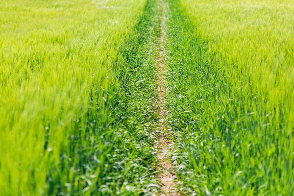 The path is trodden in the field. Young juicy grass. Bright sun and a straight path.