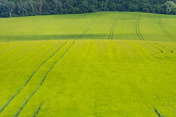 Moravská Pole České Republice Jarní Výsadba Zraje Polích Pole Lesem — Stock fotografie