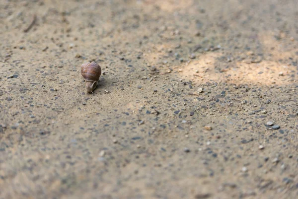 Grape Snail Old Road Snail Tries Crawl Road — Stock Photo, Image