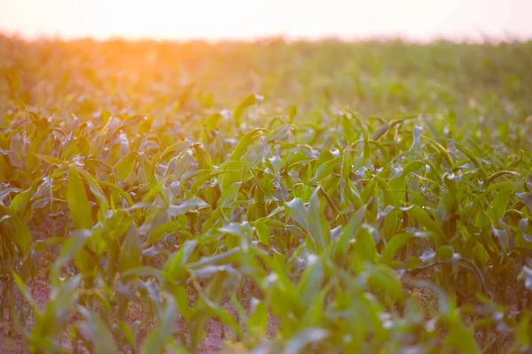 Napkelte Kukoricaföldön Fiatal Kukorica Júniusban Nap Első Sugarai — Stock Fotó