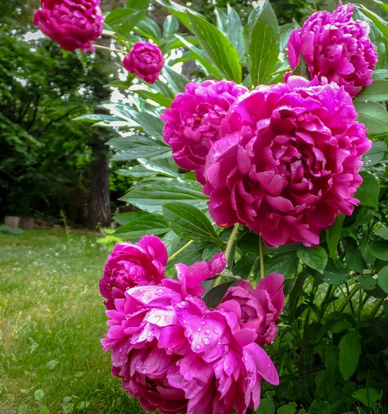Luxurious large purple peonies after the rain in the spring garden. Selective focus.