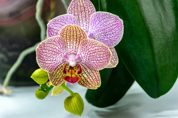 Close-up of yellow, red, pink and white striped with points orchid flower Phalaenopsis \'Demi Deroose\' (Moth Orchid), on light gray background with dark green leaves. Selective focus.