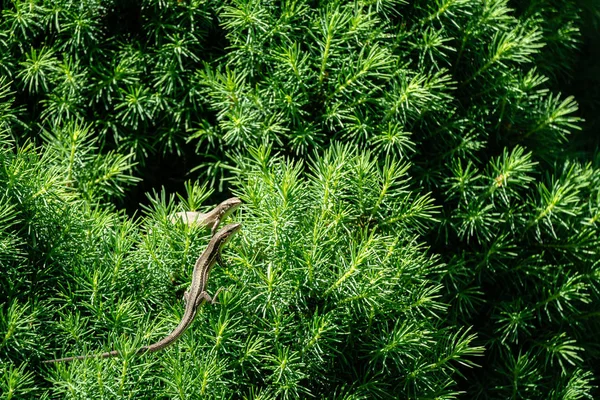 Close-up of two beautiful little meadow lizards. Lizard Darevskia praticola (lacerta praticola) Lacertidae bask in spring sun in tender young needles of Canadian spruce Picea glauca Conica — Stock Image Close Two Beautiful Little Meadow Lizards Lizard Darevskia Praticola Lacerta Royalty Free Stock Photos