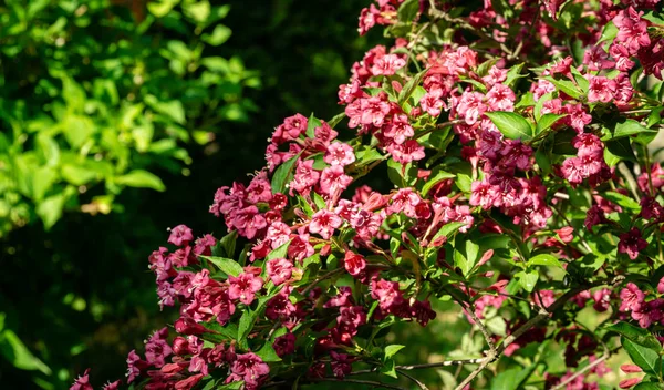 Luxury bush of flowering Weigela Bristol Ruby. Selective focus and close-up beautiful bright pink flowers against the evergreen in the ornamental garden. Nature concept for design