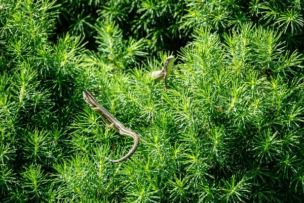 Close-up of two beautiful little meadow lizards. Lizard Darevskia praticola (lacerta praticola) Lacertidae Close Two Beautiful Little Meadow Lizards Lizard Darevskia Praticola Lacerta Stock Picture