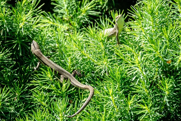 Close-up of two beautiful little meadow lizards. Lizard Darevskia praticola (lacerta praticola) Lacertidae bask in spring sun in tender young needles of Canadian spruce Picea glauca Conica — Stock Image Close Two Beautiful Little Meadow Lizards Lizard Darevskia Praticola Lacerta Royalty Free Stock Images