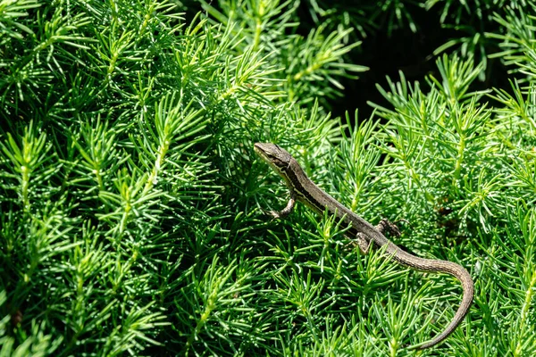 Close-up of small meadow lizard. Nice striped lizard Darevskia praticola (lacerta praticola) Lacertidae basks in spring sun in tender young needles of Canadian spruce Picea glauca Conica — Stock Image Close Small Meadow Lizard Nice Striped Lizard Darevskia Praticola Lacerta Royalty Free Stock Photos