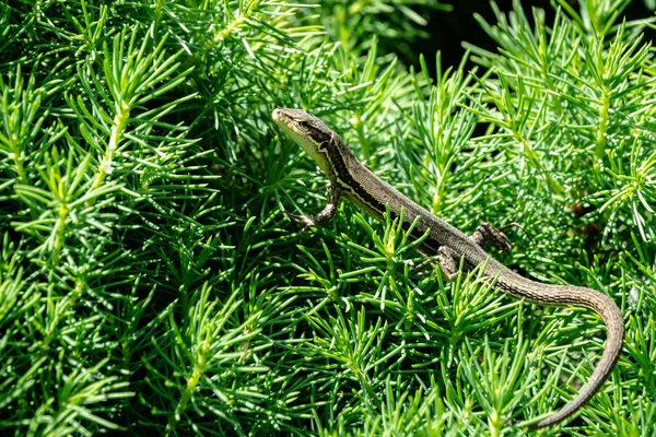 Close-up of small meadow lizard. Nice striped lizard Darevskia praticola (lacerta praticola) Lacertidae basks in spring sun in tender young needles of Canadian spruce Picea glauca Conica — Stock Image Close Small Meadow Lizard Nice Striped Lizard Darevskia Praticola Lacerta Stock Image