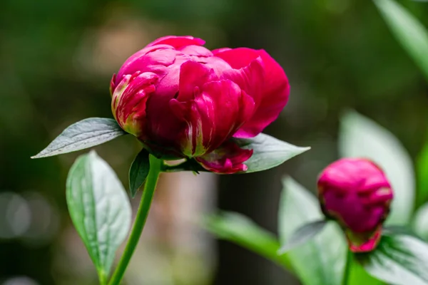 Beautiful dark pink peony bud blooming under sun against dark blurred green garden. Selective focus. There is a place for your text