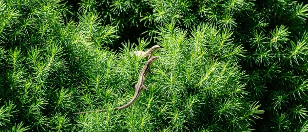 Close-up of two beautiful little meadow lizards. Lizard Darevskia praticola (lacerta praticola) Lacertidae bask in spring sun in tender young needles of Canadian spruce Picea glauca Conica — Stock Image Close Two Beautiful Little Meadow Lizards Lizard Darevskia Praticola Lacerta Stock Photo