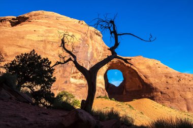 Önünde ölü bir ardıç ağacı olan Rüzgâr Kemeri Anıt Vadisi Navajo Kabile Parkı, Arizona, Usa.
