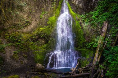 Marymere Falls, Lake Crescent, Olympic National Park ya da Peninsula, Washington Eyaleti, ABD.