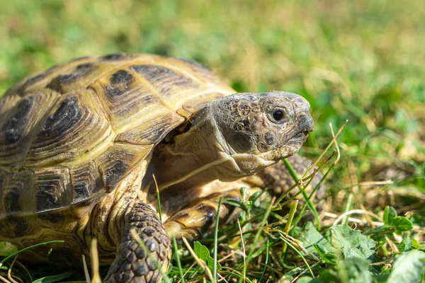 Piękne Zbliżenie Rosyjskiego Żółwia Lub Żółwia Horsfield Agrionemys Horsfieldii Leżącego — Zdjęcie stockowe