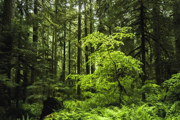 Sol Duc Yağmur Ormanı Olimpiyat Ulusal Parkı Veya Yarımada Washington — Stok fotoğraf