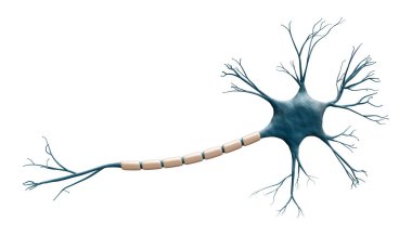 Standart mavi nöron hücre modeli, kopyalama alanı olan beyaz bir arkaplanda izole edilmiş. Bilim, nöroloji, biyoloji, mikrobiyoloji, nöroloji 3D çizim.