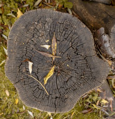 Sonbahar sarı yapraklarıyla dolu, testere ağacından bir kütük.