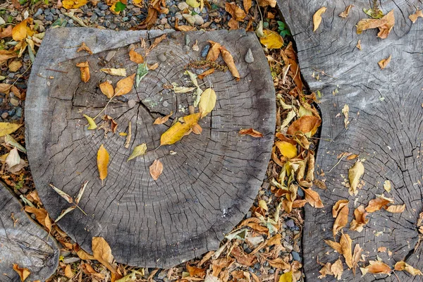 Tocón de un árbol aserrado, esparcido con follaje amarillo otoñal —  Fotos de Stock