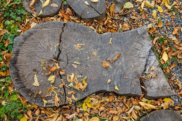 Пень з розпиляного дерева, розкиданого осінньо-жовтим листям — стокове фото