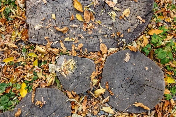 Tocón de un árbol aserrado, esparcido con follaje amarillo otoñal —  Fotos de Stock