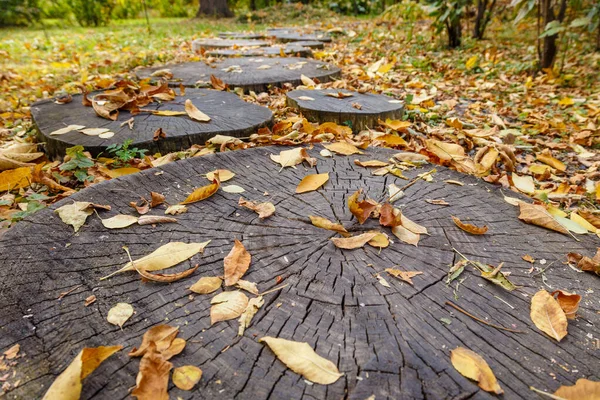 Un camino en el parque hecho de troncos de árboles aserrados, esparcidos con follaje otoñal —  Fotos de Stock