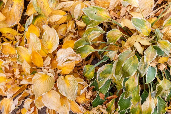 Fondo otoñal de hojas amarillas y verdes de una planta —  Fotos de Stock